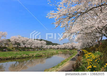 Senbonzakura of Natsuigawa river 13682035