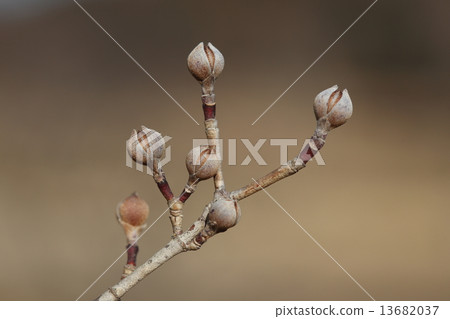 天然植物三筍，冬芽已經有點破裂，等待春天。鮮花從這裡溢出一點點 13682037