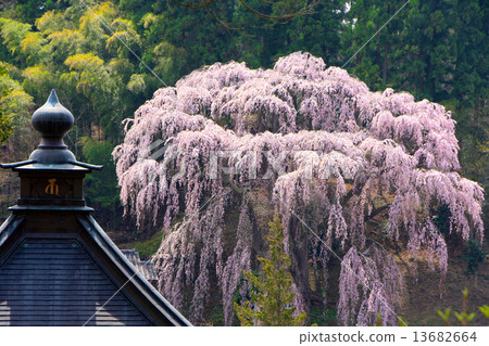 在Fukujuji垂枝櫻花 13682664