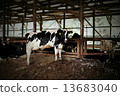 Cow 1 13683040
