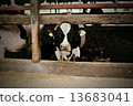 Cow 2 13683041