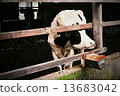 Cow 3 13683042