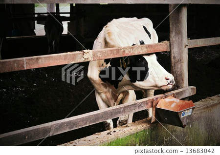 Cow 3 Cow 3 13683042