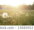 Sunset among the flowers 13683052