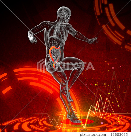 Human digestive system large intestine Human digestive system large intestine 13683055
