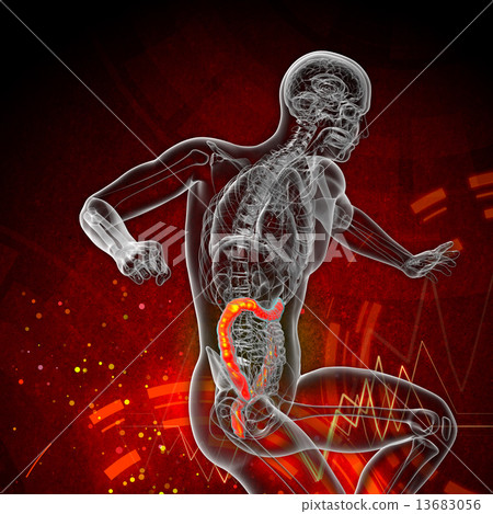 Human digestive system large intestine Human digestive system large intestine 13683056