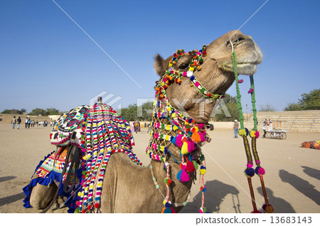 camel dress 13683143