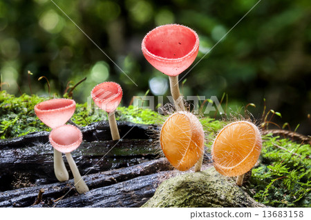 Pink Burn Cup, Fungi Cup Pink Burn Cup, Fungi Cup 13683158