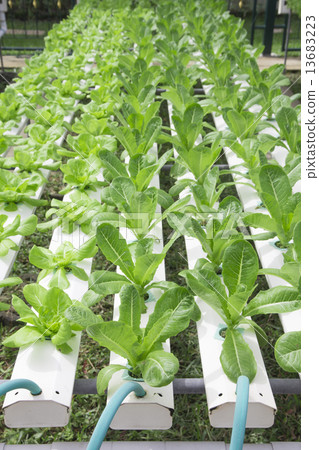 Hydroponics vegetable farm 13683223