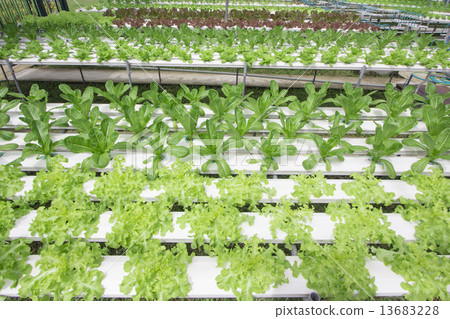 Hydroponics vegetable farm 13683228