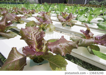 Hydroponics vegetable farm 13683240