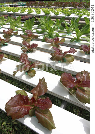 Hydroponics vegetable farm 13683241