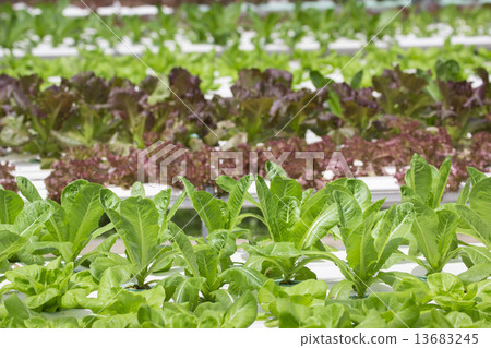 Hydroponics vegetable farm 13683245