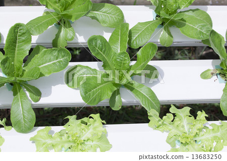 Hydroponics vegetable farm 13683250