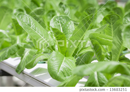 Hydroponics vegetable farm 13683251