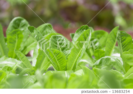Hydroponics vegetable farm Hydroponics vegetable farm 13683254