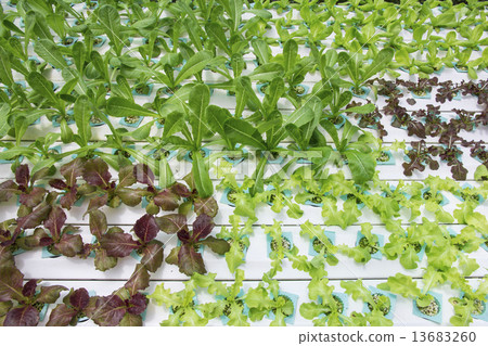 Hydroponics vegetable farm 13683260