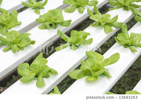 Hydroponics vegetable farm 13683263