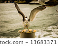 Seagull 13683371