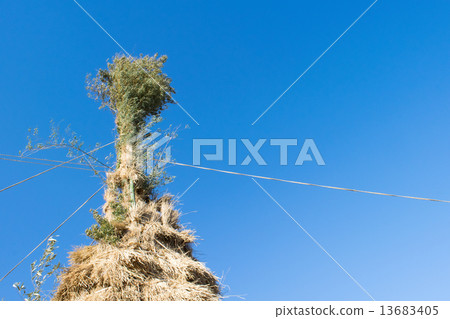 Dawn-roasted (Arborn in Toride City, Ibaraki prefecture) 10 13683405