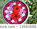 Flowers of tropical countries 13683688