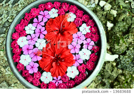 Flowers of tropical countries 13683688