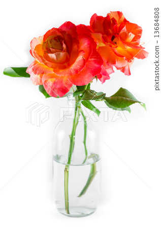 Orange rose isolated on white background Orange rose isolated on white background 13684808