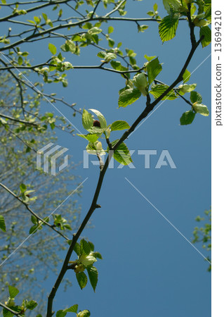 A flower-opening handkerchief tree 13694210