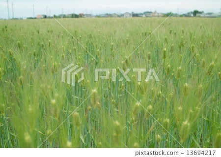 Wheat field in spring Wheat field in spring 13694217