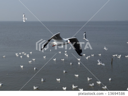 Seagull flying under the sky 13694586