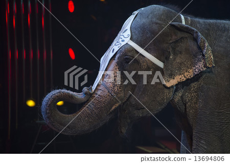 circus elephant circus elephant 13694806