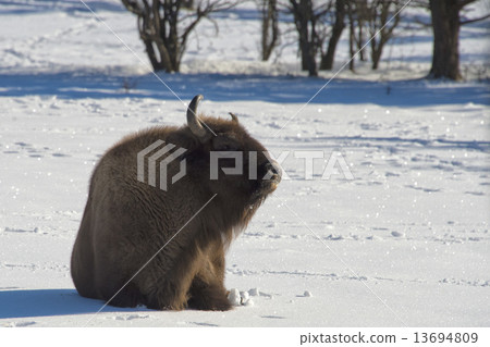 european bison on snow european bison on snow 13694809