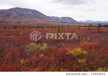 晚秋Denali國家公園秋葉 13694833