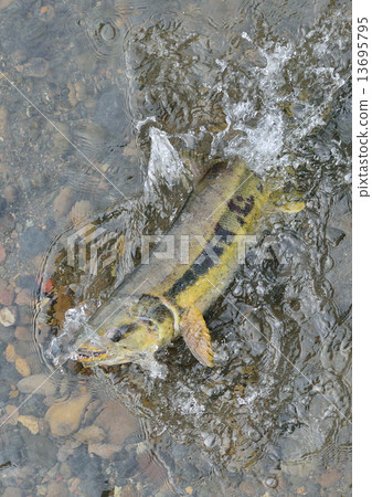 Salmon spawning 13695795