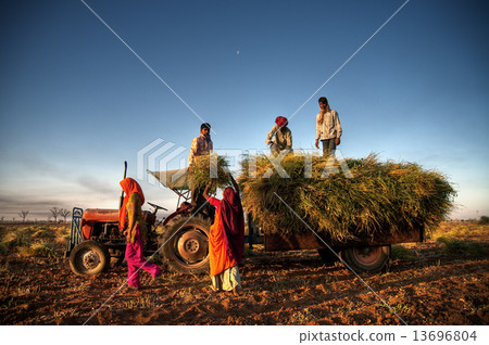 India Family Faeming Harvesting Crops 13696804