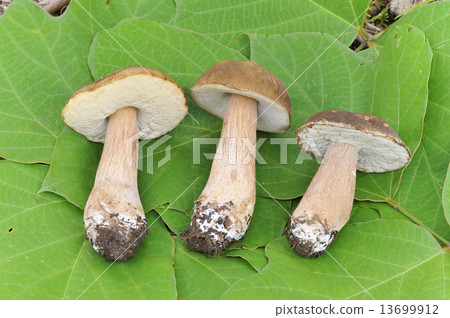 Yamadoritake moodki 13699912