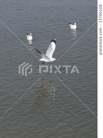 Seagull flying Seagull flying 13700108