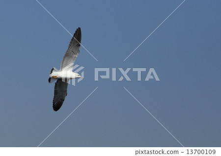 Seagull flying under the sky Seagull flying under the sky 13700109