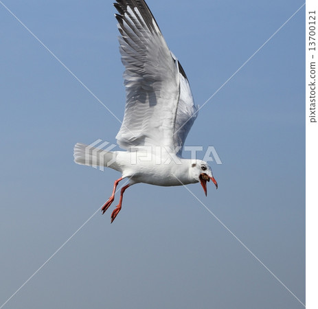Seagull flying under the sky 13700121