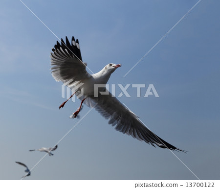 Seagull flying under the sky Seagull flying under the sky 13700122