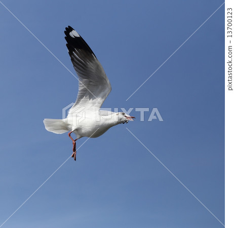 Seagull flying under the sky Seagull flying under the sky 13700123