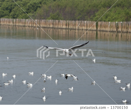 Seagull flying 13700150