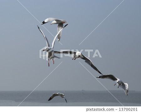 Seagull flying under the sky Seagull flying under the sky 13700201