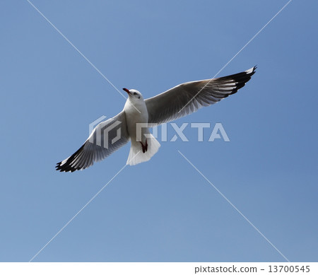 Seagull flying under the sky Seagull flying under the sky 13700545