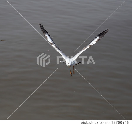 Seagull flying Seagull flying 13700546