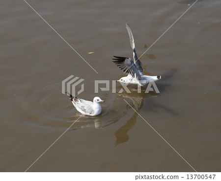 Seagull flying Seagull flying 13700547