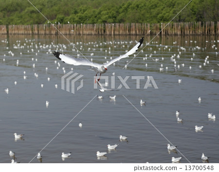 Seagull flying Seagull flying 13700548