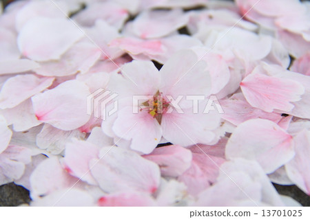 Cherry Blossoms Cherry Blossoms 13701025