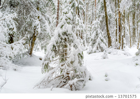 Tree in snow 13701575