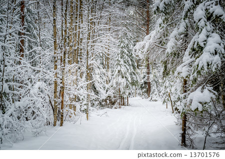 Winter pine forest path 13701576